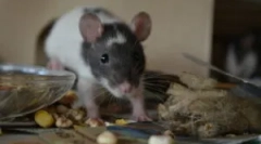 Ilu dzikich i dekoracyjnych szczurów żyje?